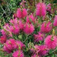 Pink Bottle Brush Flower Seeds for Planting – Heirloom Non-GMO High Germination Organic Garden Seeds