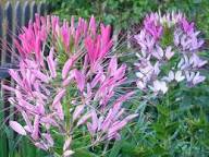 Pink Hatiora Rosea Flower Seeds for Planting - Heirloom, Non-GMO, High Germination Organic Garden Seeds