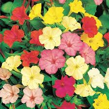 Mixed Mirabilis Jalapa Flower Seeds for Planting - Heirloom, Non-GMO, High Germination Organic Garden Seeds
