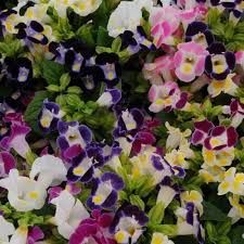 Torenia fournieri (Wishbone Flower) Seeds 