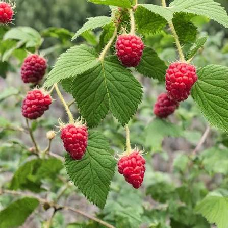 Raspberry Heritage Seeds 