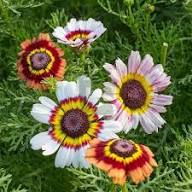 White Chrysanthemum Carinatum Flower Seeds for Planting – Heirloom, Non-GMO, High Germination Organic Garden Seeds