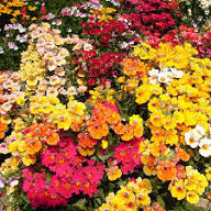 Mixed Carnival Flower Seeds for Planting – Heirloom Non-GMO High Germination Organic Garden Seeds