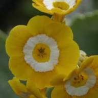 Yellow Primula Auricula Flower Seeds for Planting | Heirloom Non-GMO High Germination Organic Garden Seeds