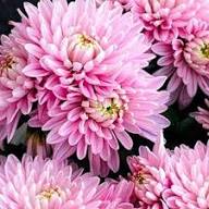 Fresh Chrysanthemum Flower seeds for Planting - Garden Favorite, Heirloom & GMO Free Seeds for Home Garden