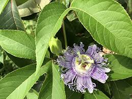 Passion Flower Passiflora Seeds for Planting – Premium Quality, Heirloom, Non-GMO, High Germination