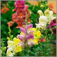 Mixed Snapdragon Flower Seeds for Planting | Heirloom Non-GMO Organic Garden Seeds