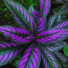 Caladium Purple Green Leaf  for Planting 100 pcs - Compact Growth, Heirloom & GMO Free Seeds for Home Garden