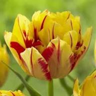 Tulip Yellow Red Flower Seeds for Planting – Heirloom Non-GMO High Germination Organic Garden Seeds
