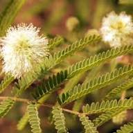 Green Desert Fern Flower Seeds for Planting – Heirloom, Non-GMO, High Germination Organic Garden Seeds