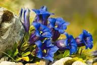Blue Gentiana Flower Seeds for Planting – Heirloom Non-GMO Compact Growth Organic Garden Seeds