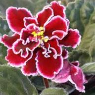 Burgundy Saintpaulia Flower Seeds for Planting – Heirloom Non-GMO High Germination Organic Garden Seeds