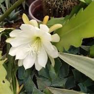 Epiphyllum Orchid Flower Seeds for Planting | Heirloom Non-GMO High Germination Organic Garden Seeds