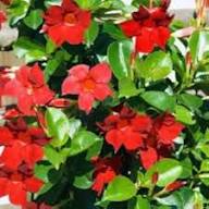 Red Velour Flower Seeds for Planting – Colorful Display, Heirloom, Non-GMO, High Germination Organic Garden Seeds