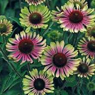 Green ConeFlower Seeds for Planting – Heirloom Non-GMO Perfect for Borders Organic Garden Seeds