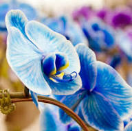 Sky Blue Butterfly Orchid Flower Seeds for Planting – Heirloom, Non-GMO, High Germination Organic Garden Seeds