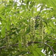 Pterocarya Stenoptera Flower Seeds for Planting | Heirloom Non-GMO High Germination Organic Garden Seeds