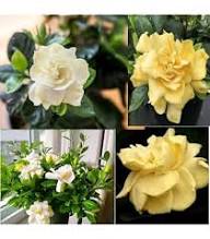 Gardenia Jasminoides Flower Seeds for Planting – Vibrant Colors Heirloom Non-GMO Organic Garden Seeds