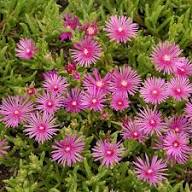 Pink Delosperma Flower Seeds for Planting – Heirloom, Non-GMO, Vibrant Organic Garden Seeds