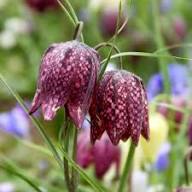 Green Fritillaria Flower Seeds for Planting – Heirloom, Non-GMO, Premium Quality Organic Garden Seeds