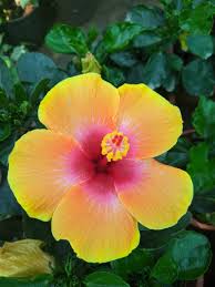Hibiscus Flower Seeds for Planting – Heirloom, Non-GMO, High Germination Organic Garden Seeds