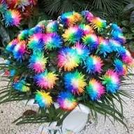 Crisantemos Flower Seeds for Planting – Heirloom, Non-GMO, Low Maintenance Organic Garden Seeds