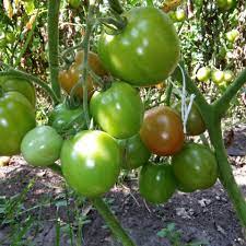 Tomato Vegetable Seeds for Planting – Heirloom & Non-GMO Garden Seeds