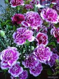 Carnations Violet White Flower Seeds for Planting | Heirloom Non-GMO Organic Garden Seeds, High Germination