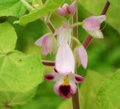 Pink Martynia Flower Seeds for Planting | Heirloom Non-GMO Organic Garden Seeds, Shade Tolerant, High Germination