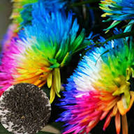 Chrysanthemum Rainbow Flower Seeds for Planting | Heirloom Non-GMO High Germination Organic Garden Seeds