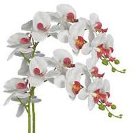 White Butterfly Orchid Flower Seeds for Planting - Long Bloom Season, Heirloom & GMO Free Seeds for Home Garden Non-GMO