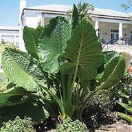Green Alocasia Flower Seeds for Planting – Heirloom Non-GMO High Germination Organic Garden Seeds