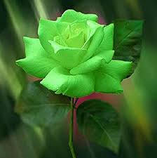 Rose Flower Seeds for Planting - Light Green 100 pcs - Colorful Display, Heirloom & GMO Free Seeds for Home Garden