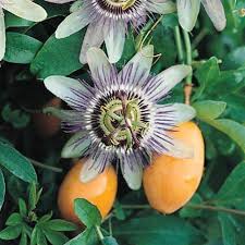 Edulis fruit seeds for planting – Heirloom & Non-GMO sweet edible garden seeds