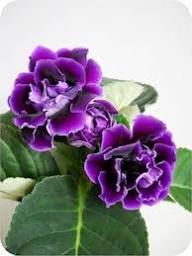 Purple Sinningia Gloxinia Flower Seeds for Planting – Perfect for Borders Heirloom Non-GMO Seeds
