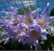 White Blue Hippeastrum Flower Seeds for Planting | Heirloom Non-GMO Organic Garden Seeds, High Germination
