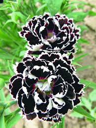 Dianthus Chianti Clove Flower Seeds for Planting – Heirloom Non-GMO, High Germination Organic Garden Seeds