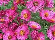 Asteraceae Flower Seeds for Planting – Bright Blooms, Heirloom, Non-GMO Seeds for Home Garden