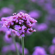 Lavender Vervain Flower Seeds for Planting | Heirloom Non-GMO Organic Garden Seeds, High Germination