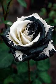 Black and White Rose Flower Seeds for Planting – Heirloom Non-GMO High Germination Organic Garden Seeds
