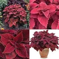 Velvet Coleus Jazz Flower Seeds for Planting – Heirloom Non-GMO High Germination Organic Garden Seeds