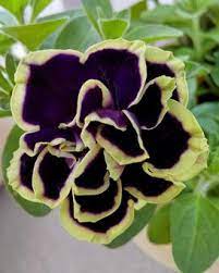 Double Petunia Black Yellow Flower Seeds for Planting – Heirloom, Non-GMO, High Germination Organic Garden Seeds