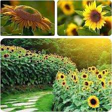 Heirloom Sunflower Seeds for Planting – Premium, Non-GMO, High Germination, Organic Garden Seeds