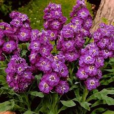 Purple Hoary Stock Flower Seeds 