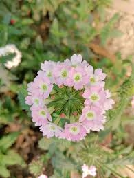 White Purple Verbena Flower Seeds for Planting | Easy to Grow Heirloom Non-GMO Organic Garden Seeds