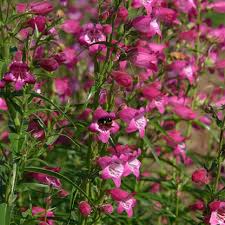 Purple Mexicali Sunburst Penstemon Flower Seeds for Planting – Heirloom Non-GMO High Germination Organic Garden Seeds