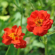 Geum Flower Seeds for Planting – Heirloom, Non-GMO, Low Maintenance Organic Garden Seeds