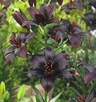 Chocolate Lily Flower Seeds for Planting – Rare & Fragrant Perennial Blooms