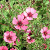 Pink Cinquefoil Flower Seeds for Planting | Heirloom Non-GMO Organic Garden Seeds, Hardy Variety, High Germination