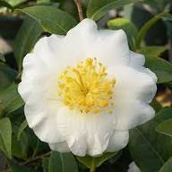 Yellow White Camellia Flower Seeds for Planting – Borders, Heirloom, Non-GMO, High Germination Organic Seeds